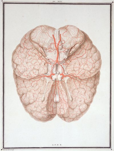 The Brain, from 